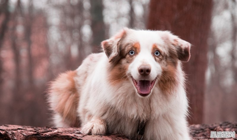 鸡犬打一数字，鸡犬不宁是什么生肖 - 星座运势