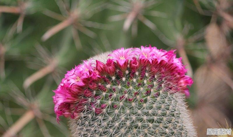 1987年属什么属相，87年属什么的生肖 - 星座运势
