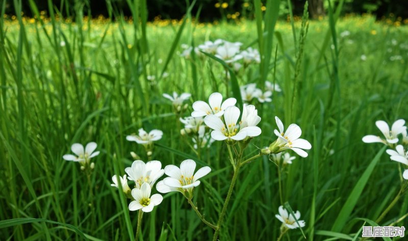 摩羯座全年各月份运势,摩羯座今日运势财运 摩羯座全年各月份运势,摩羯座今日运势财运 - 星座运势
