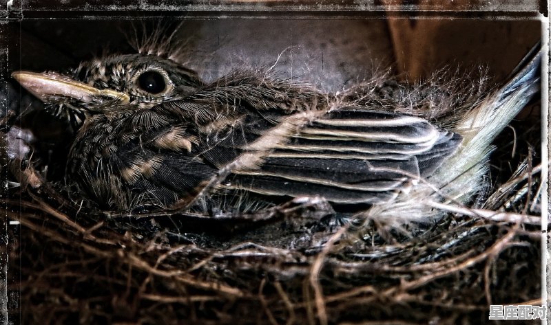 梦到大火烧人是什么意思;梦到大火 梦到大火烧人是什么意思;梦到大火 - 星座运势