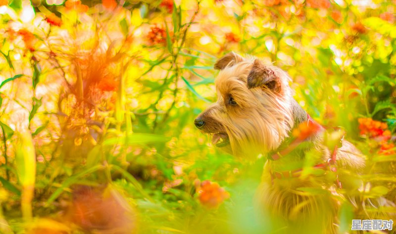 2021年12月几号属狗,今日生肖运势o - 星座运势