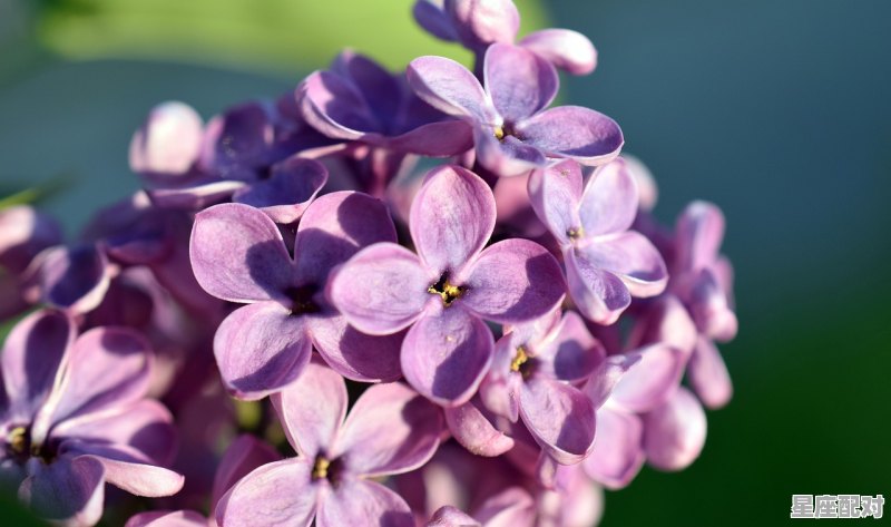 2002年七月初14是什么星座,红薯苗成活后管理 2002年七月初14是什么星座,红薯苗成活后管理 - 星座运势