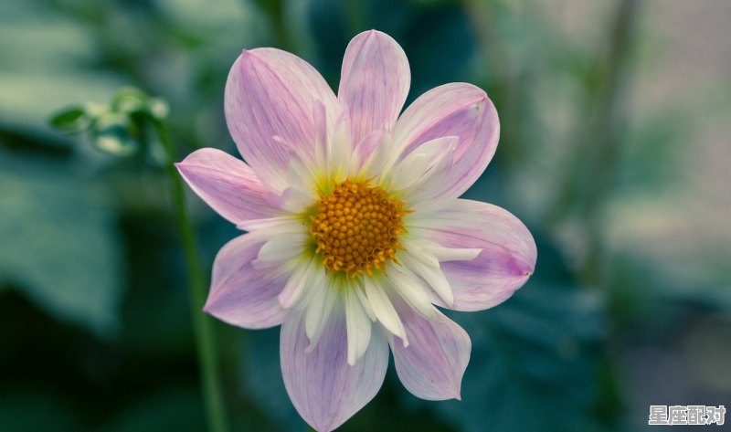 天秤座什么性格?;天秤座什么性格  - 星座运势