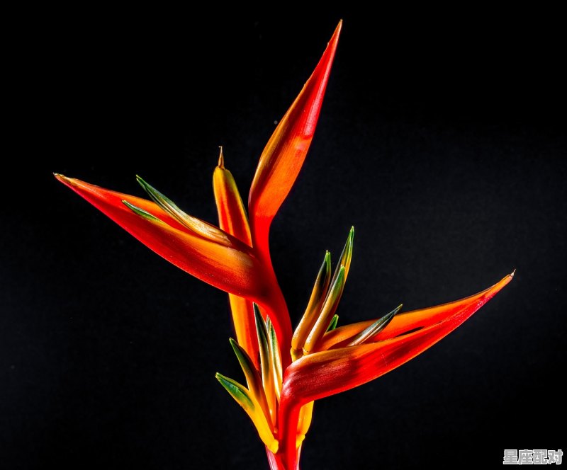 王者荣耀裴擒虎是什么星座,王者荣耀水瓶座适合什么英雄 - 星座运势