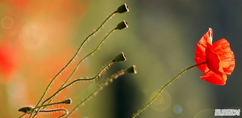 天蝎座有什么性格和天赋，天蝎座的性格特点 - 星座运势