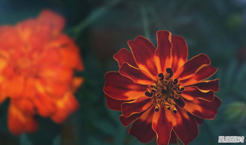 天蝎座女生的性格及特点，天蝎座性格女 - 星座运势