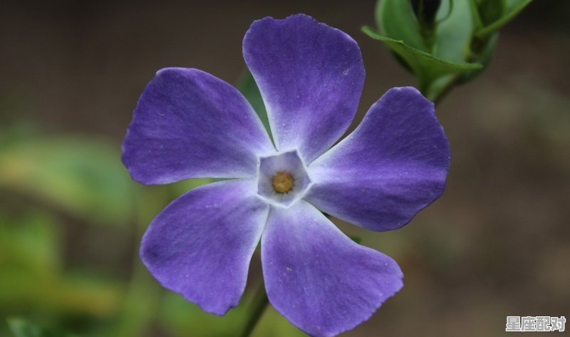 12月11日是什么星座女，12月11日是什么星座 - 星座运势