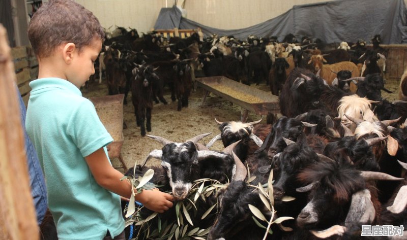 1997年12月3日出生的人多少岁,97午属牛好久能找到男朋友 1997年12月3日出生的人多少岁,97午属牛好久能找到男朋友 - 星座运势