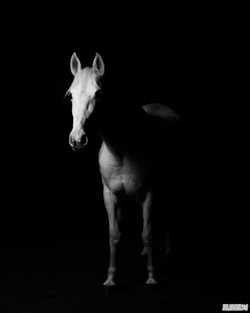 声势浩大是什么动物,万马奔腾猴在追 是什么动物啊 声势浩大是什么动物,万马奔腾猴在追 是什么动物啊 - 星座运势