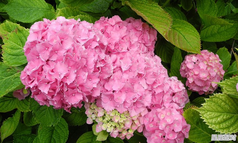 2月2日是什么星座男生;2月2日是什么星座  - 星座运势