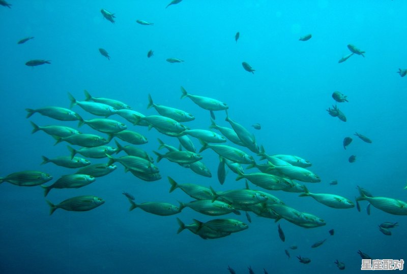 梦到自己怀孕了什么预兆;梦到自己 梦到自己怀孕了什么预兆;梦到自己 - 星座运势