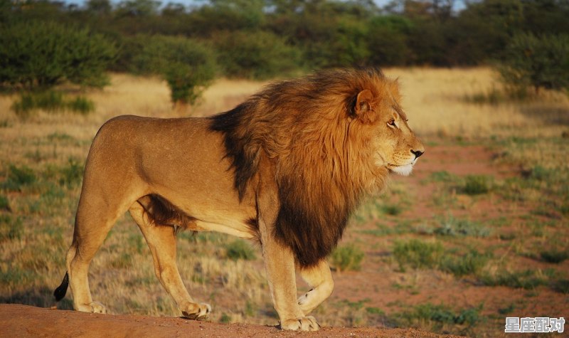 动物狮子的性格和脾气，狮子座的性格特点 - 星座运势