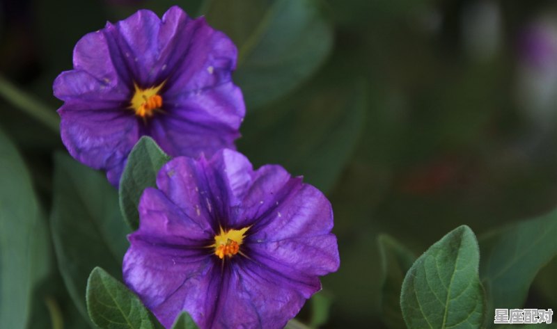 天秤座女生配什么星座，比较完美的星座配对女星有哪些 - 星座运势