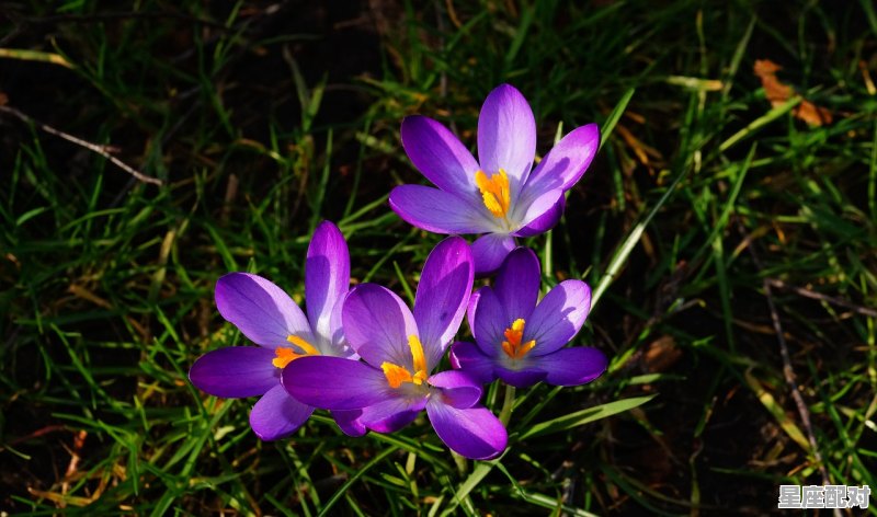 典型的白羊女性格特点，白羊座的性格特点 - 星座运势