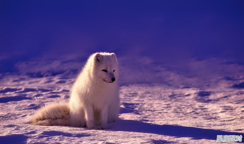 狐狸最像什么动物,狐假虎威是什么生肖 狐狸最像什么动物,狐假虎威是什么生肖 - 星座运势