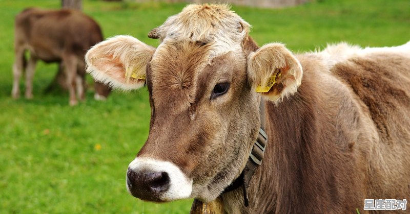 六六大顺。是什么动物,六六大顺是什么生肖 六六大顺。是什么动物,六六大顺是什么生肖 - 星座运势