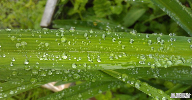 守株待兔是什么生肖,横冲直撞的是什么动物 - 星座运势