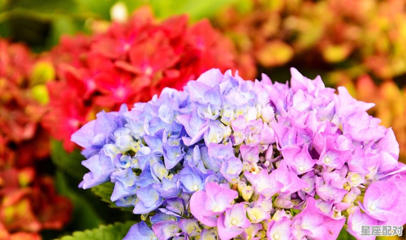 12大星座的日期，星座都什么月份 - 星座运势