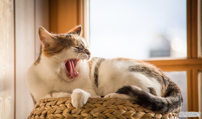 东北的小年怎么过;东北小年习俗你知道吗  - 星座运势