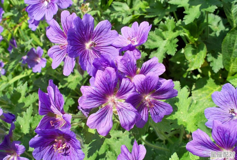 摩羯座最匹配的星座,水瓶和摩羯最容易成为什么关系 摩羯座最匹配的星座,水瓶和摩羯最容易成为什么关系 - 星座运势