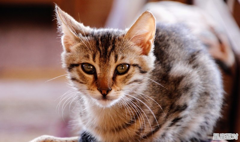 75年属啥子,75年属什么 75年属啥子,75年属什么 - 星座运势