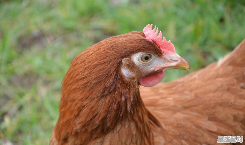 22年属什么生肖的宝宝;22年属什么生肖  - 星座运势