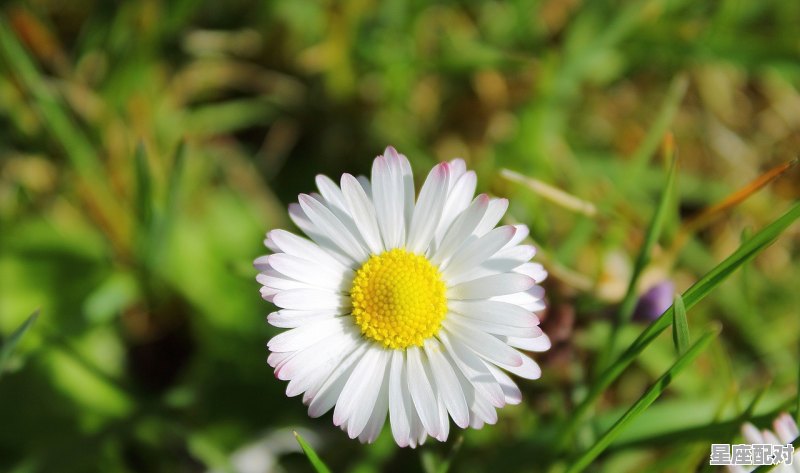 摩羯座朋友星座排行，摩羯座最适合和什么星座配对做朋友 - 星座运势