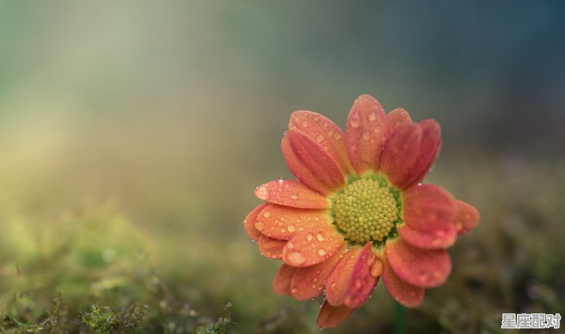 与金牛座互相吸引堪称绝配的星座，天生相互吸引的星座配对是什么样的 - 星座运势