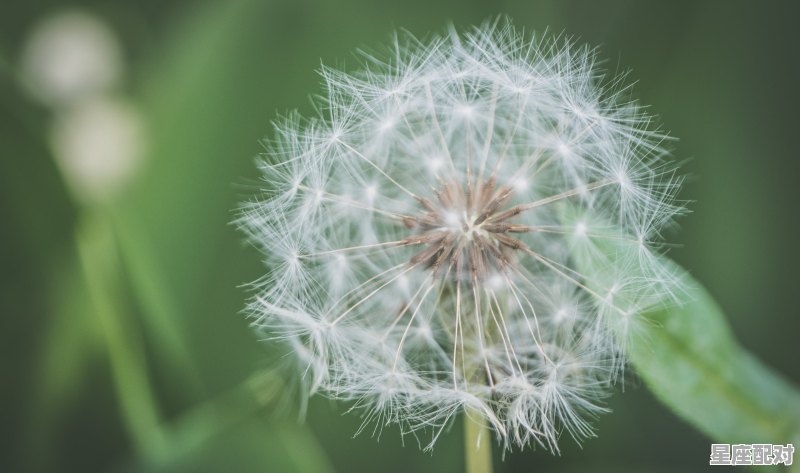 1893年是什么属,1893年是属什么蛇 1893年是什么属,1893年是属什么蛇 - 星座运势