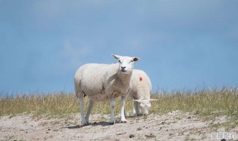 2022年是什么属相年啊，2022年是什么生肖年 - 星座运势
