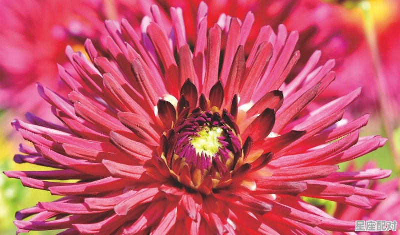 今年是牛年吗,2021是啥年属啥的年 今年是牛年吗,2021是啥年属啥的年 - 星座运势