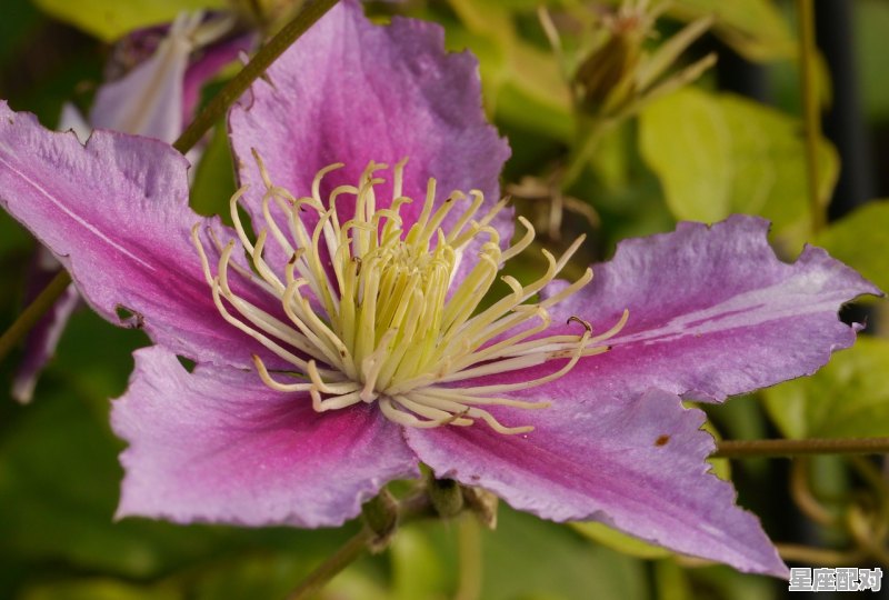 4月4号是什么星座,4月4日是什么星座 4月4号是什么星座,4月4日是什么星座 - 星座运势