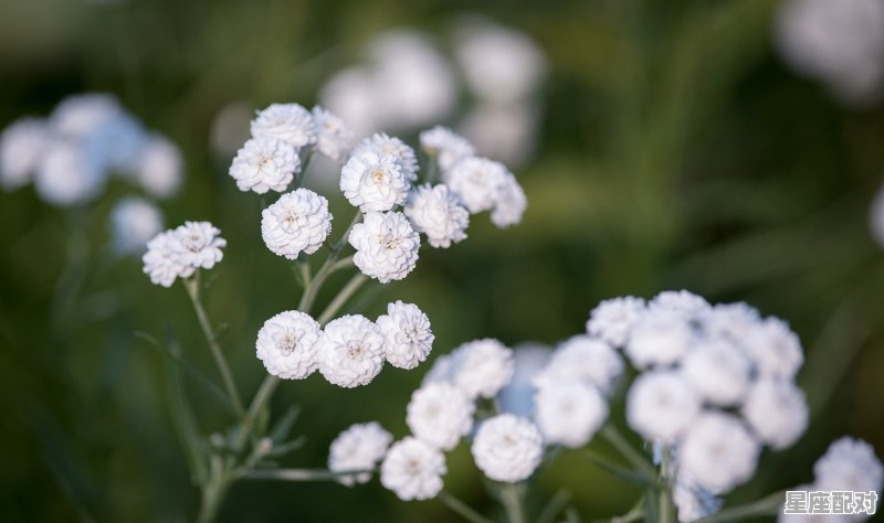 双子座女孩性格是什么样子的;双子座女孩性格 双子座女孩性格是什么样子的;双子座女孩性格 - 星座运势