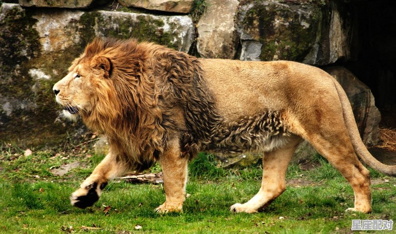 狮子座男性性格优缺点，狮子座男的性格 - 星座运势