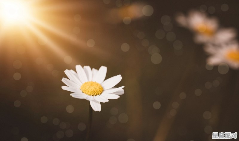 双鱼女配什么星座的男生最配，双鱼座和什么星座最配 - 星座运势