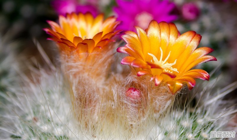 黑塞什么星座，黑塞什么星座 - 星座运势