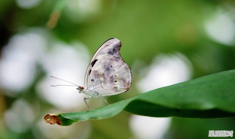 梦到吃的是什么征兆;梦到吃的 梦到吃的是什么征兆;梦到吃的 - 星座运势