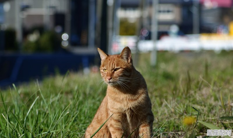 心血来潮指什么动物,动画片飞越五千年片尾曲歌词 心血来潮指什么动物,动画片飞越五千年片尾曲歌词 - 星座运势