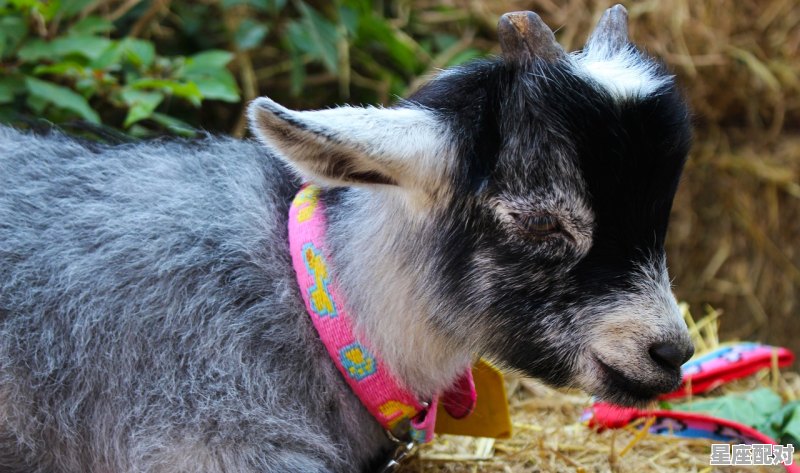 金鸡独立是什么意思，金鸡独立是什么生肖 - 星座运势