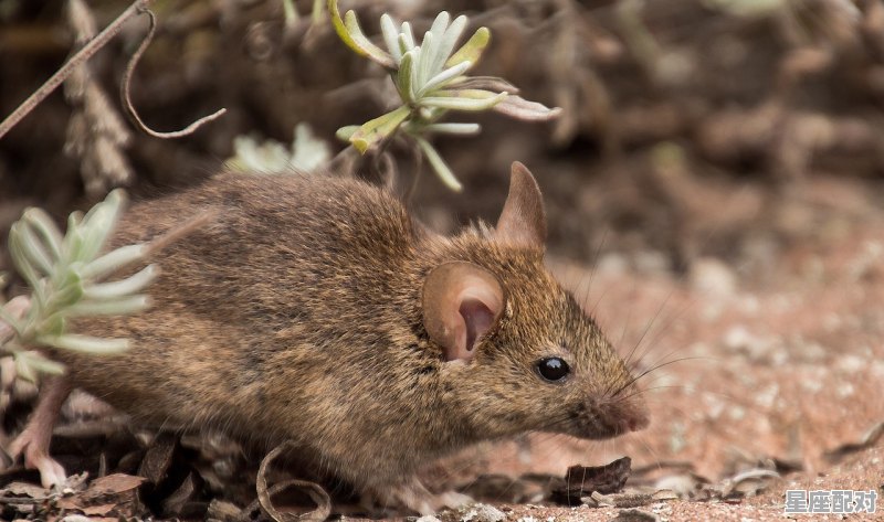 坐井观天是十二生肖里面的哪只动物,井中望月是什么属相 - 星座运势