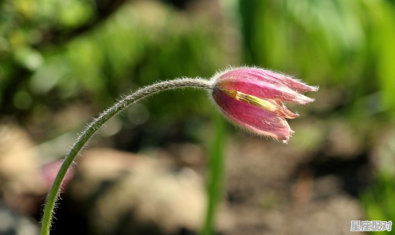 春暖花开代表什么动物，春暖花开是什么生肖 - 星座运势