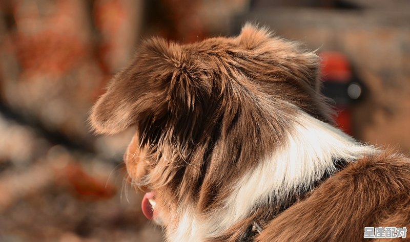 半夜三更是什么动物出，半夜三更是什么生肖 - 星座运势