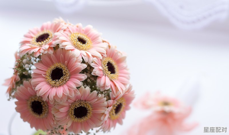 前程似锦指什么动物，前程似锦是什么生肖 - 星座运势