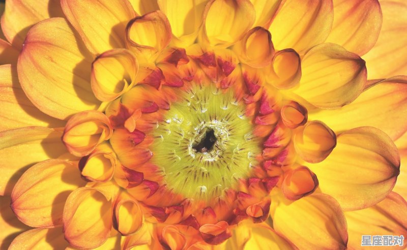 琴棋书画指哪些生肖啊，胆大心细是什么生肖 - 星座运势