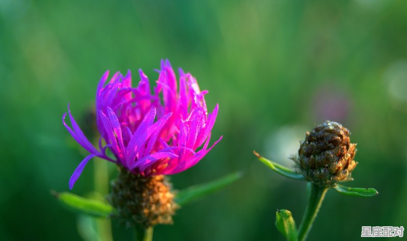 12星座的真实颜色，青是什么星座 - 星座运势