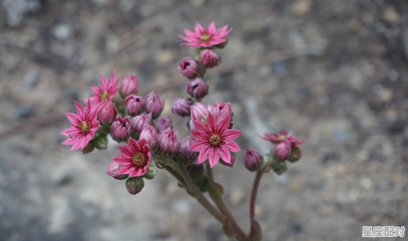 罗琦多肉花语,罗琦什么星座 罗琦多肉花语,罗琦什么星座 - 星座运势