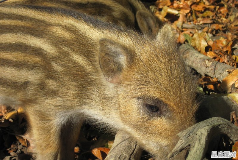 落地生根形容什么动物，落地生根是什么生肖 - 星座运势
