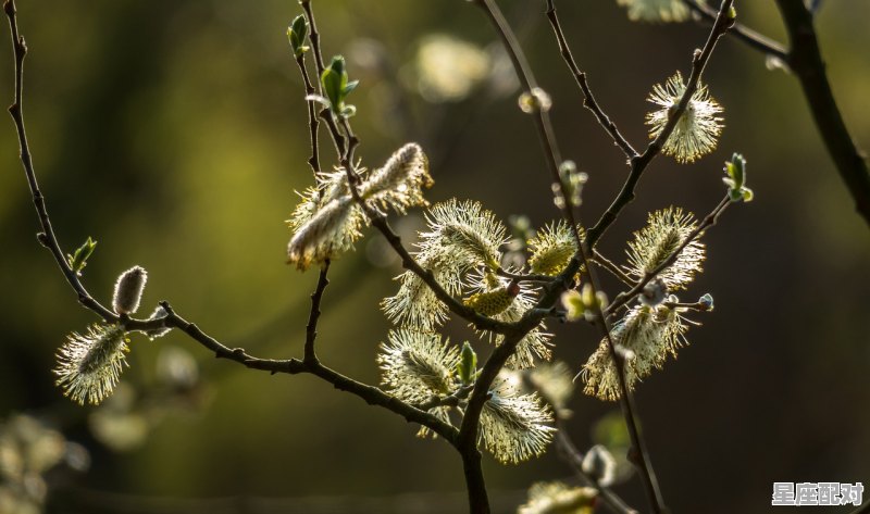 姜是什么星座;姜好什么星座 姜是什么星座;姜好什么星座 - 星座运势
