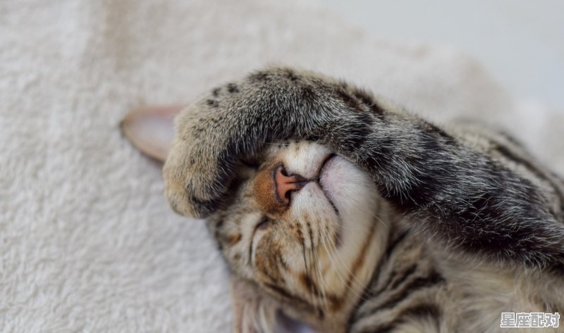 猫会做梦吗，梦到猫咪 - 星座运势