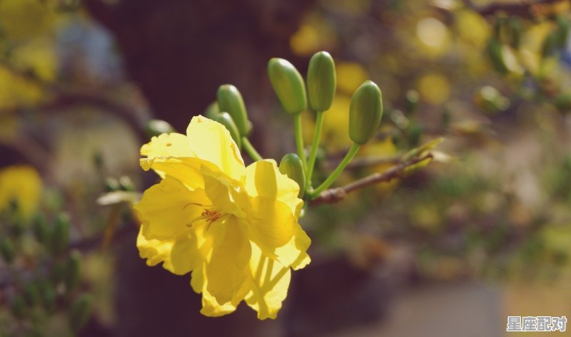 中秋节赏桂花吗?;中秋节习俗有没有赏桂花  - 星座运势